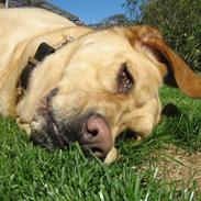 Labrador retriever Molly