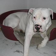 Amerikansk bulldog Choppy