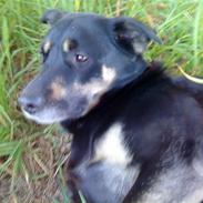 Blanding af racer Min lille frække laban