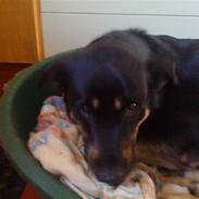 Blanding af racer Min lille frække laban