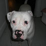 Amerikansk bulldog Choppy