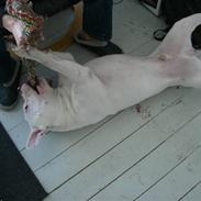 Amerikansk bulldog Choppy