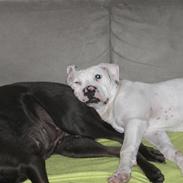 Amerikansk bulldog Choppy