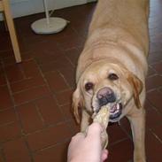 Labrador retriever Molly