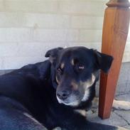 Blanding af racer Min lille frække laban