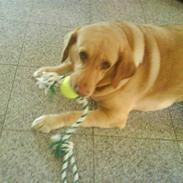 Labrador retriever Molly