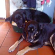 Blanding af racer Min lille frække laban