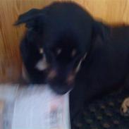 Blanding af racer Min lille frække laban