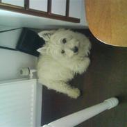 West highland white terrier Olfert *DØD*