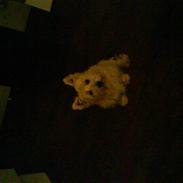 West highland white terrier Olfert *DØD*