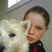 West highland white terrier Olfert *DØD*