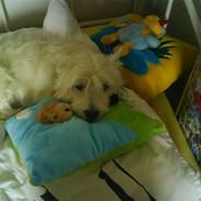 West highland white terrier Olfert *DØD*