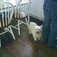 West highland white terrier Olfert *DØD*