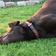 Labrador retriever sofus - R.I.P 15/10-16