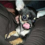 Chihuahua Kenzo (aka Skatter:-)