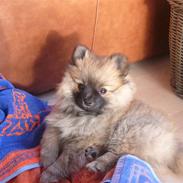 Pomeranian Minnie