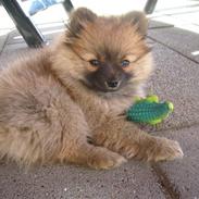 Pomeranian Minnie