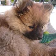 Pomeranian Minnie