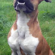 Amerikansk staffordshire terrier ~*~*~*~ Angie ~*~*~*~