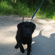 Labrador retriever Zacko