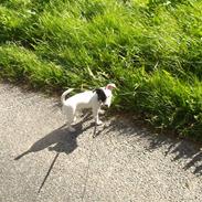 Jack russell terrier Zorro