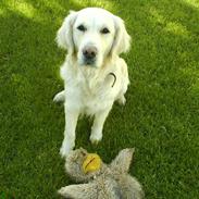 Golden retriever Dina