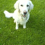 Golden retriever Dina