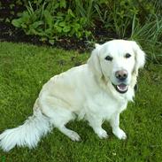 Golden retriever Dina