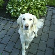 Golden retriever Dina