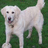 Golden retriever Dina