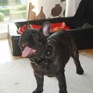 Fransk bulldog Dexter - <3 <3 R.I.P <3 <3