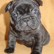 Fransk bulldog Dexter - <3 <3 R.I.P <3 <3