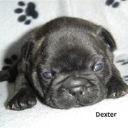 Fransk bulldog Dexter - <3 <3 R.I.P <3 <3