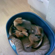 Blanding af racer Sofus