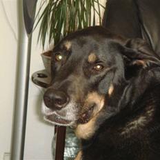 Blanding af racer Baloo