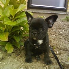 Fransk bulldog Albert *RIP*