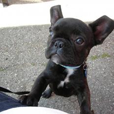 Fransk bulldog Albert *RIP*