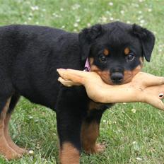 Rottweiler Odine Vom Rangau *død*