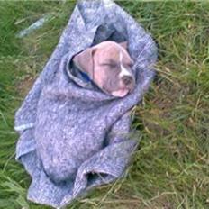 Amerikansk staffordshire terrier Nattergalens Melvin # Max