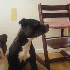 Amerikansk staffordshire terrier Hotte R.I.P 31.5. 2009