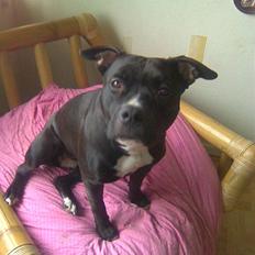 Amerikansk staffordshire terrier Hotte R.I.P 31.5. 2009