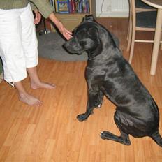 Blanding af racer malou SÆLGES