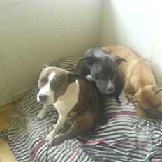 Amerikansk staffordshire terrier Hotte R.I.P 31.5. 2009