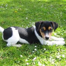 Jack russell terrier Lilo