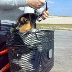 Jack russell terrier Lilo