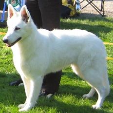 Hvid Schweizisk Hyrdehund Cherie