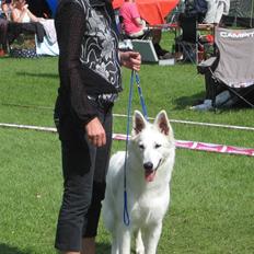 Hvid Schweizisk Hyrdehund Cherie