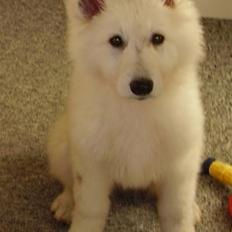 Hvid Schweizisk Hyrdehund Cherie