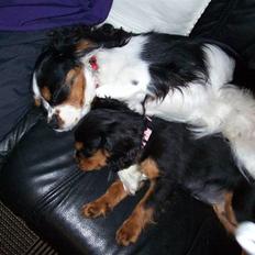 Cavalier king charles spaniel maddie