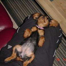 Cavalier king charles spaniel maddie